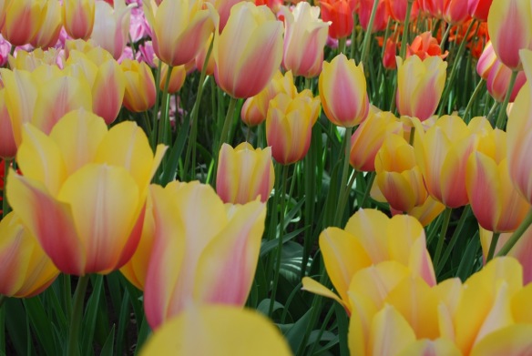 Tulip Garden Apr 16 - 5 of 14